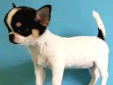 Xxs Three Color Chihuahua Yavrular