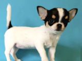 XXS THREE COLOR CHIHUAHUA YAVRULAR