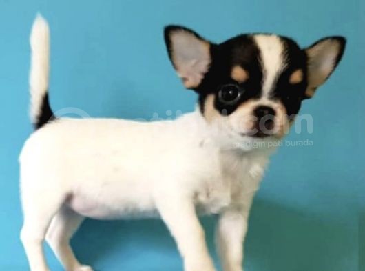Xxs Three Color Chihuahua Yavrular