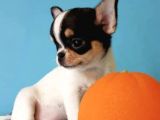 Xxs Three Color Chihuahua Yavrular