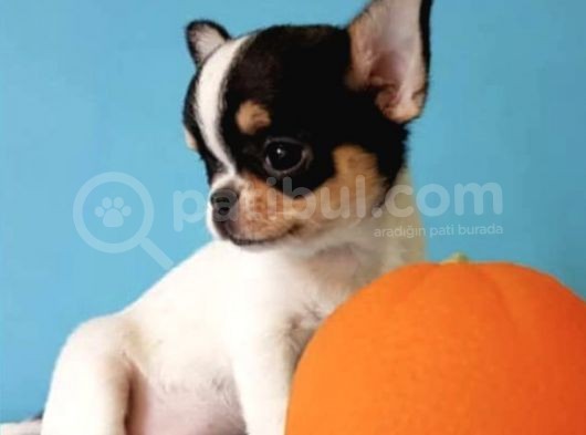 Xxs Three Color Chihuahua Yavrular görsel