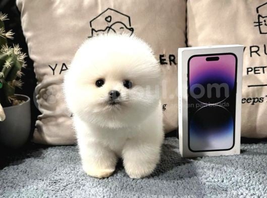 Di̇şi̇ Ve Erkek Üst Kali̇te Pomerani̇an Boo Yavrularimiz görsel