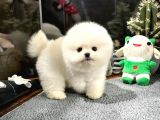 Di̇şi̇ Ve Erkek Üst Kali̇te Pomerani̇an Boo Yavrularimiz