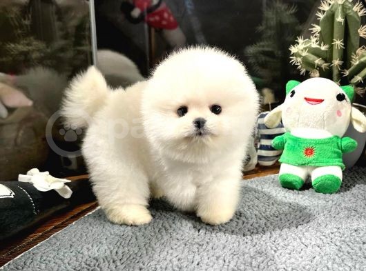 Di̇şi̇ Ve Erkek Üst Kali̇te Pomerani̇an Boo Yavrularimiz görsel