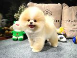 Di̇şi̇ Ve Erkek Üst Kali̇te Pomerani̇an Boo Yavrularimiz