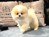 DİŞİ VE ERKEK ÜST KALİTE POMERANİAN BOO YAVRULARIMIZ
