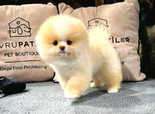 Di̇şi̇ Ve Erkek Üst Kali̇te Pomerani̇an Boo Yavrularimiz