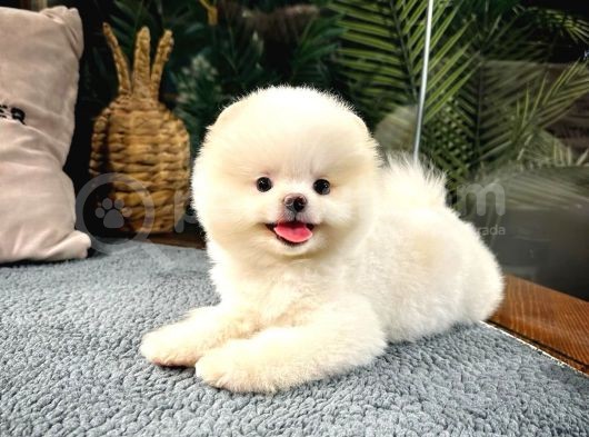 Tam Ayi Surat Boo Yavrularimiz görsel