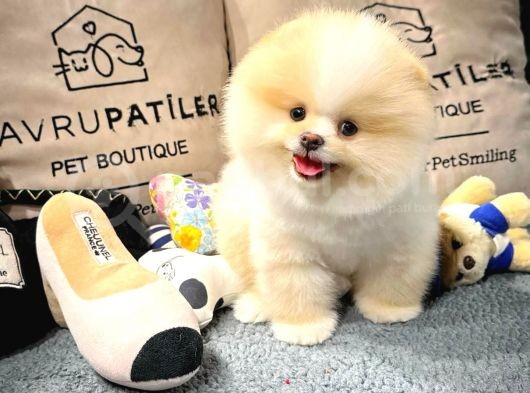 Di̇şi̇ Ve Erkek Üst Kali̇te Pomerani̇an Boo Yavrularimiz görsel