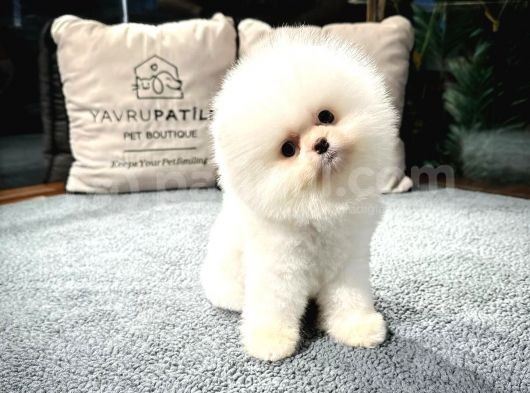 En Üst Kali̇te Pomerani̇an Boo Yavrularimiz görsel