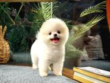 Tam Ayi Surat Boo Yavrularimiz