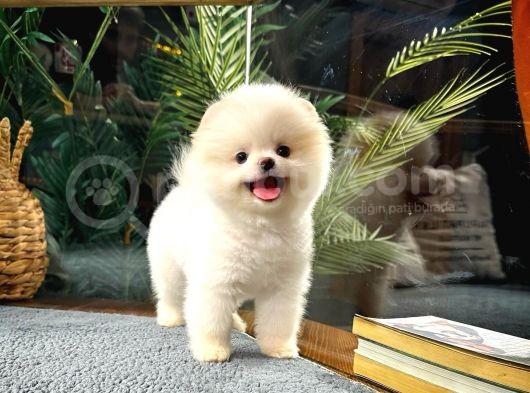 Tam Ayi Surat Boo Yavrularimiz görsel
