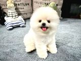 En Üst Kali̇te Pomerani̇an Boo Yavrularimiz
