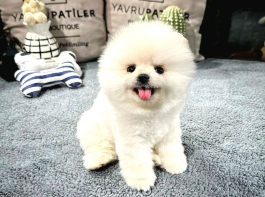 En Üst Kali̇te Pomerani̇an Boo Yavrularimiz görsel