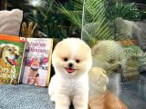 En Üst Kali̇te Pomerani̇an Boo Yavrularimiz