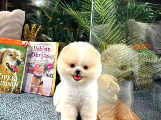 En Üst Kali̇te Pomerani̇an Boo Yavrularimiz görsel