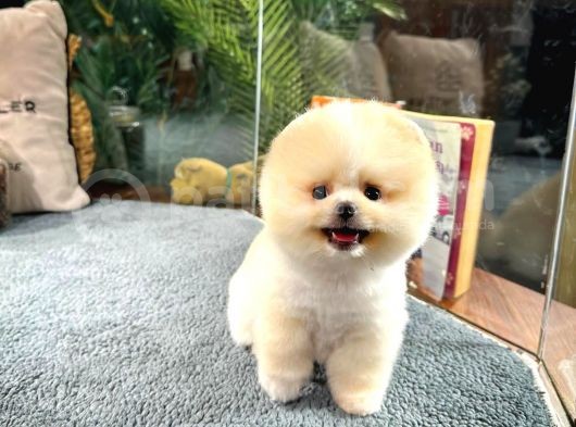 En Üst Kali̇te Pomerani̇an Boo Yavrularimiz