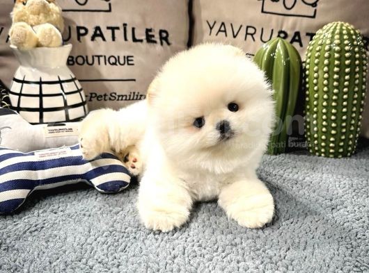 En Üst Kali̇te Pomerani̇an Boo Yavrularimiz görsel