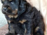 Tibet Mastiff Yavruları