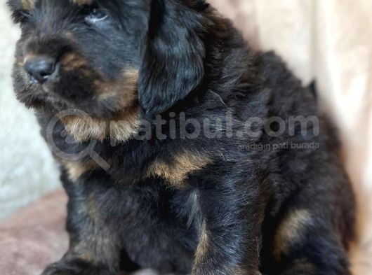 Tibet Mastiff Yavruları