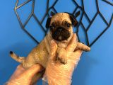 ORİJİNAL PUG MOPS BEBEKLER
