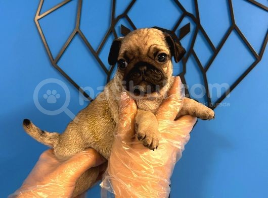 Ori̇ji̇nal Pug Mops Bebekler