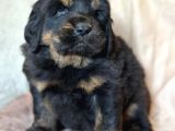 Tibet Mastiff Yavruları