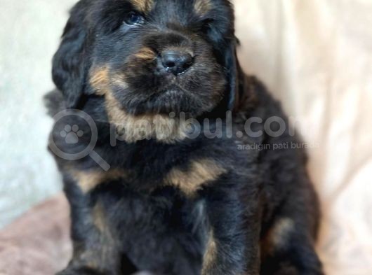 Tibet Mastiff Yavruları görsel