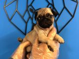 Ori̇ji̇nal Pug Mops Bebekler