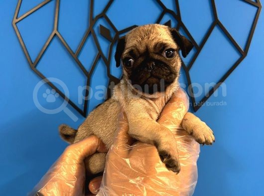 Ori̇ji̇nal Pug Mops Bebekler görsel