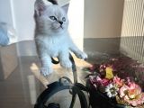 45 GÜNLÜK SAFKAN BLUE POİNT VE GRİ YAVRULARIMIZ