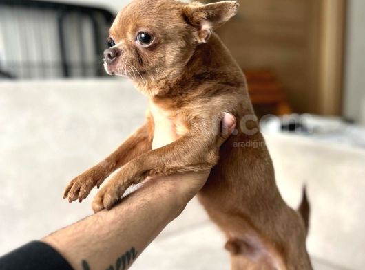Li̇lac Renk Erkek Chi̇huahua görsel