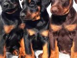 Şampiyon soydan doberman yavrular