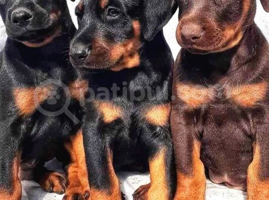 Şampiyon Soydan Doberman Yavrular