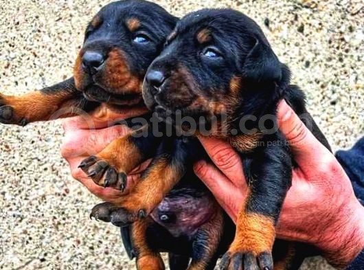 Şampiyon Soydan Doberman Yavrular görsel