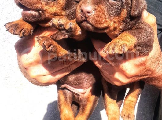 Şampiyon Soydan Doberman Yavrular görsel