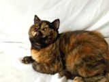 british sorthair tortie- ücretsiz açıklamayı okuyun