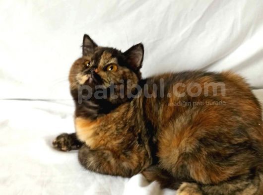 British Sorthair Tortie- Ücretsiz Açıklamayı Okuyun