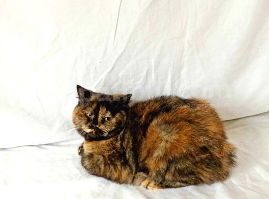 British Sorthair Tortie- Ücretsiz Açıklamayı Okuyun görsel