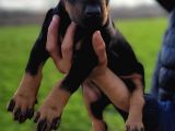 Safkan Irk Garantili Doberman Yavrular