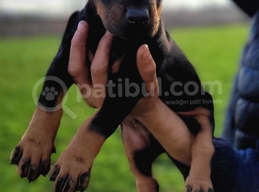 Safkan Irk Garantili Doberman Yavrular görsel