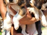 Safkan Irk Garantili Beagle Yavrular