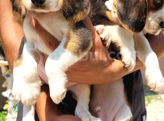 Safkan Irk Garantili Beagle Yavrular görsel