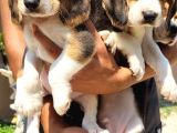 Safkan Irk Garantili Beagle Yavrular