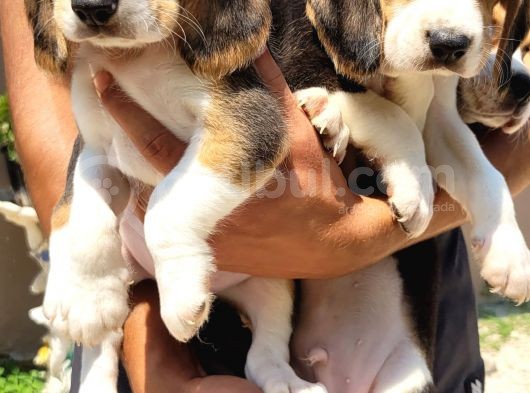 Safkan Irk Garantili Beagle Yavrular görsel