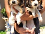 Safkan Irk Garantili Beagle Yavrular