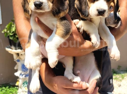 Safkan Irk Garantili Beagle Yavrular görsel