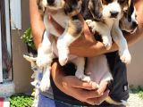 Safkan Irk Garantili Beagle Yavrular