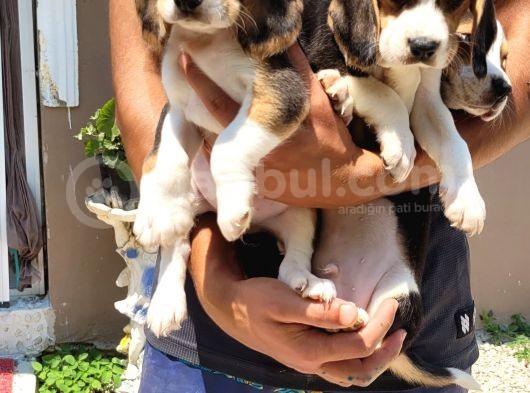 Safkan Irk Garantili Beagle Yavrular görsel