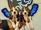 Safkan ırk garantili Beagle yavrular